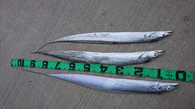 ¤µ¤µ¤µ¤µ¤È¤Ô¡¼