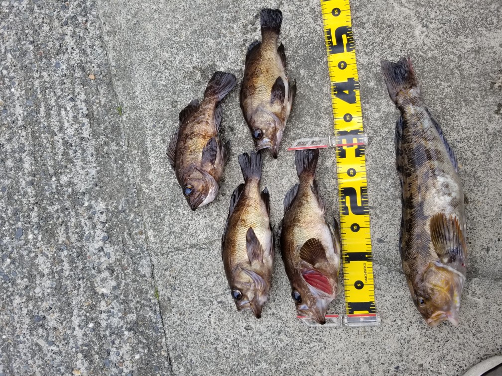 ¥¶¥¤¥â¥¯¥ä