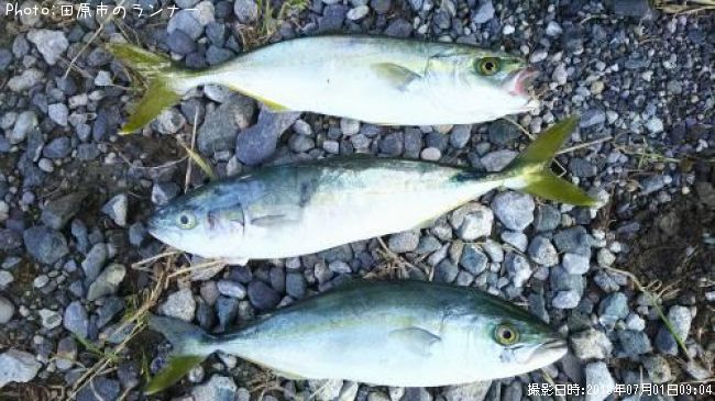 ���֥��ʥ參����