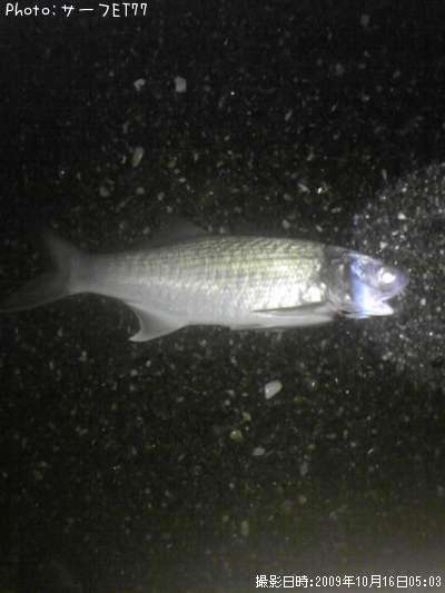 �����ʥ�