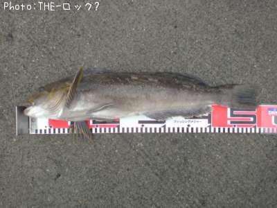 �����ʥ�