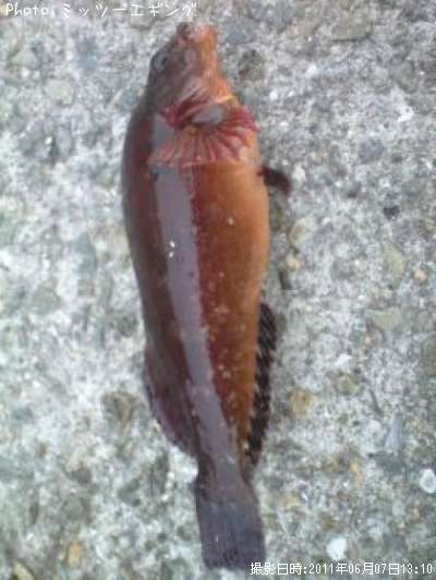 �����ʥ�