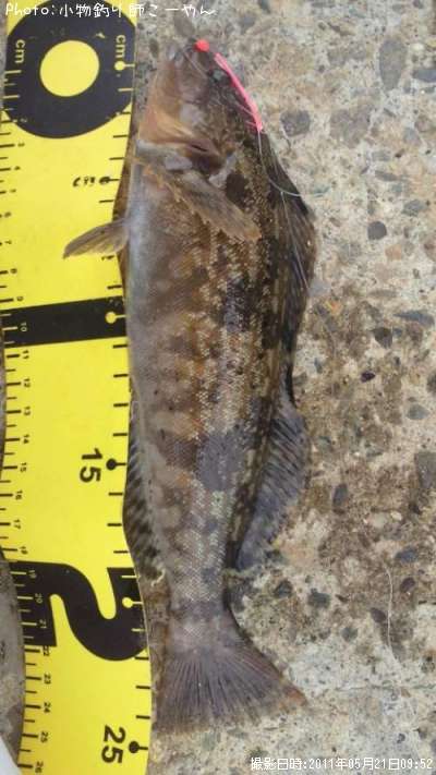 �����ʥ�