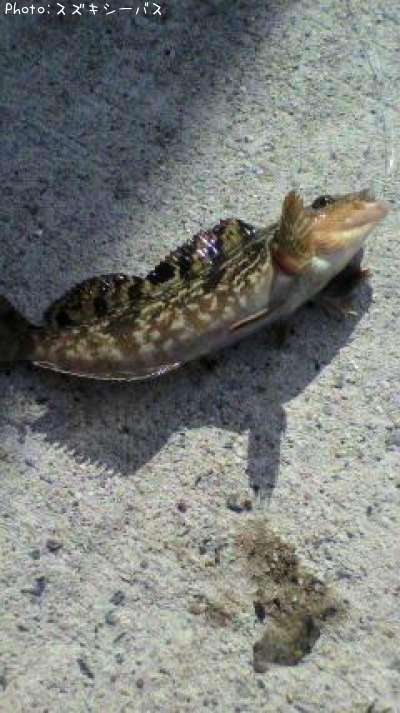 �����ʥ�