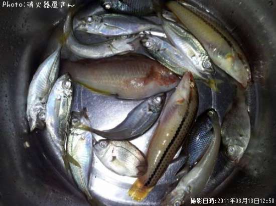 �������٥顦���åѡ����ޥ��������λ�