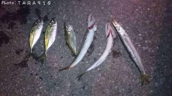 ���������ޥ�