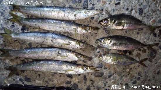 ���������ޥ�