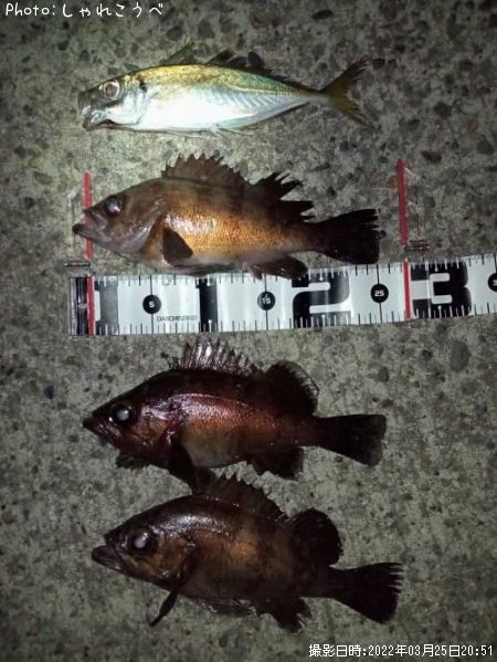 ��������Х�