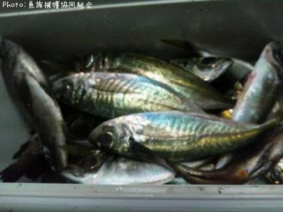 ��������Х�