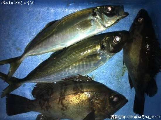 ��������Х�