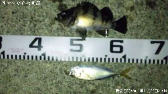 ��������Х�