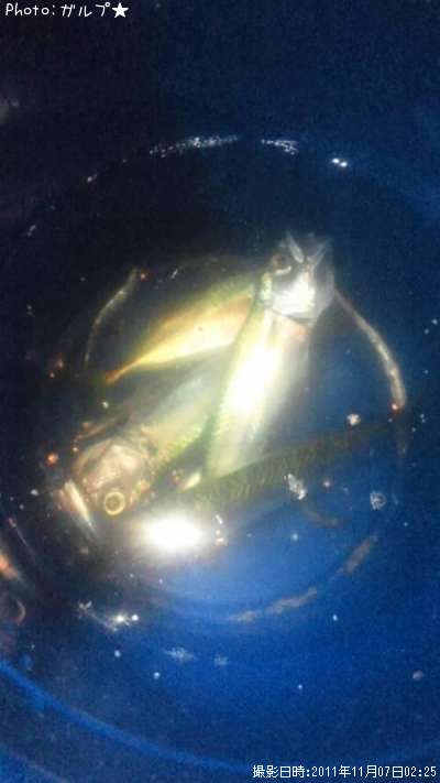 ����������¾