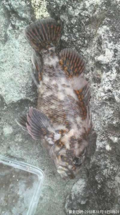 �����֥���饽��