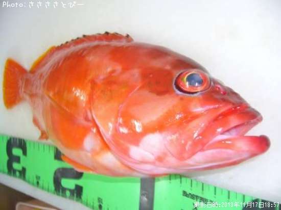 �����ϥ�