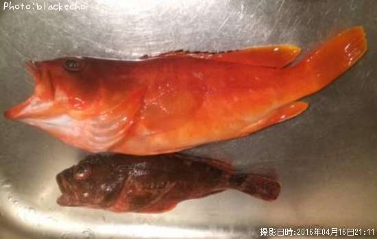 �����ϥ�