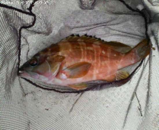 �����ϥ�