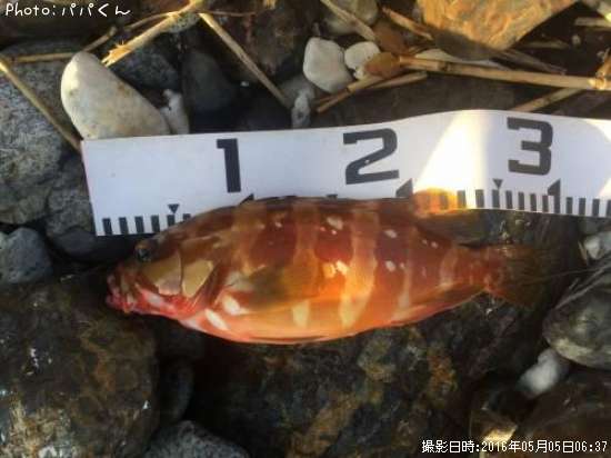 �����ϥ�