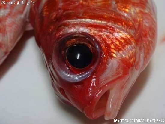 ��������ڥ���ᥨ�ӥ���