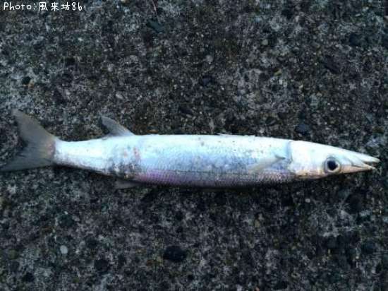 �������ޥ�