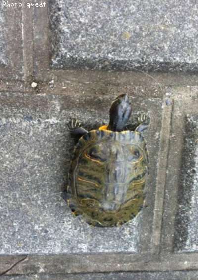 �����ߥߥ���ʥߥɥꥬ���