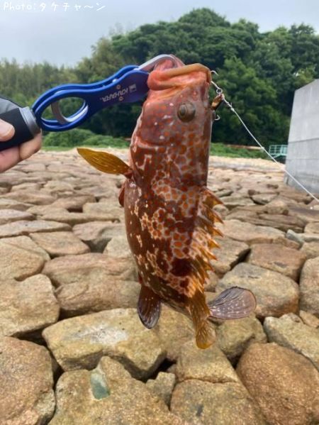 �������ʥ����ϥ���