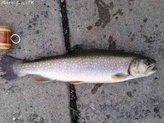 �������ƥ������㡼