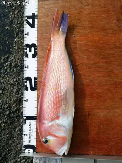 ���ޥ���