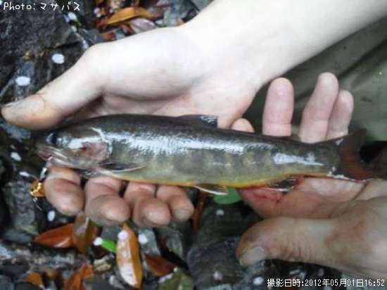 ���ޥ��������