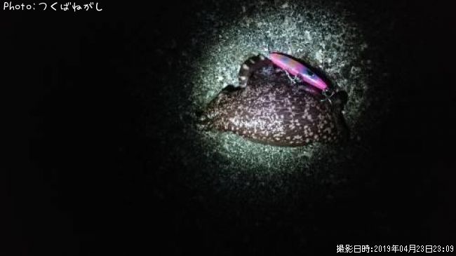 ����ե饷