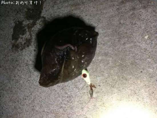 ����ե饷
