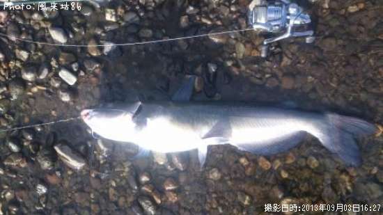 ����ꥫ�ʥޥ�