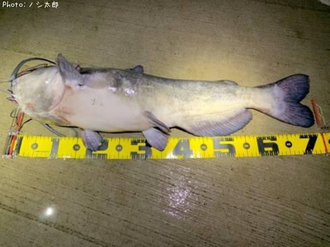 ����ꥫ�ʥޥ�