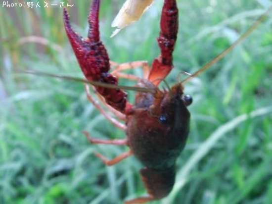 ����ꥫ���ꥬ��