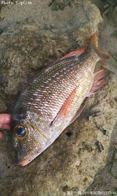 ���ߥե��ե�