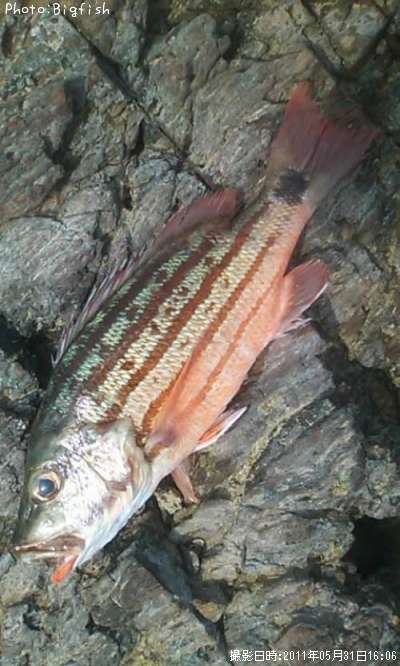 ���ߥ�ե�����