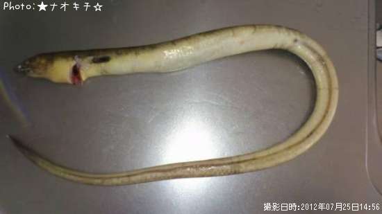 ���ʥ��ƻ�