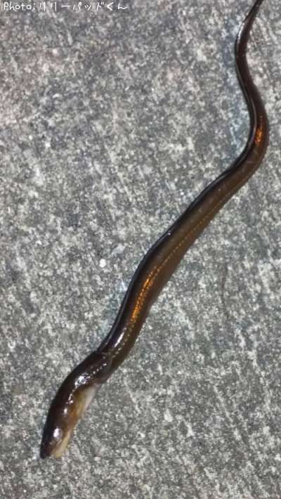 ���ʥ�����Х���