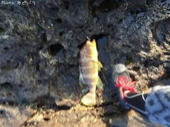 �����ϥ�