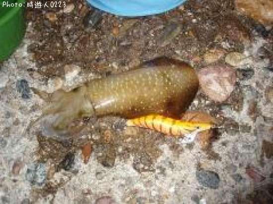 �����걨±