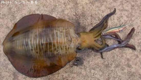 �����걨±