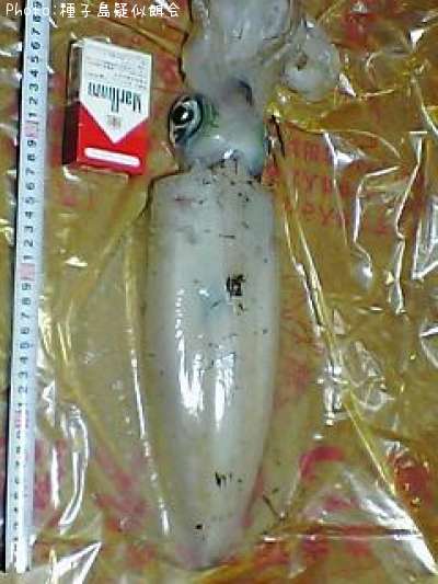 �����ꥤ��