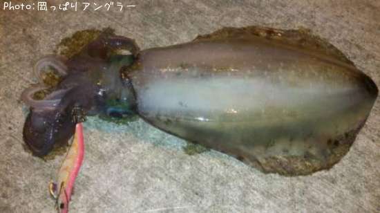 �����ꥤ��