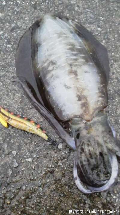 �����ꥤ��