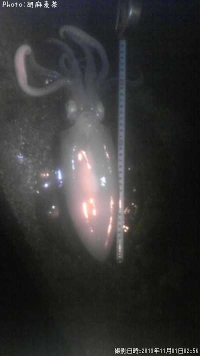 �����ꥤ��