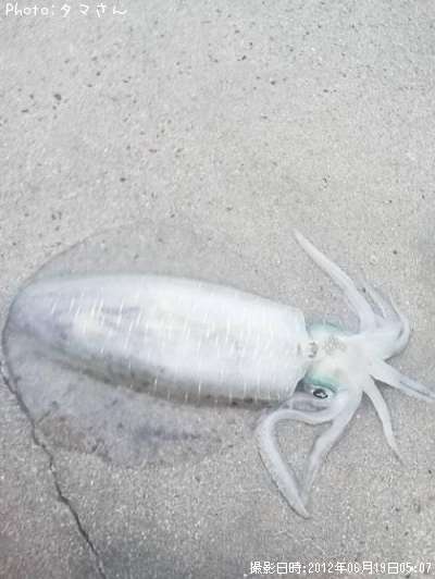 �����ꥤ��