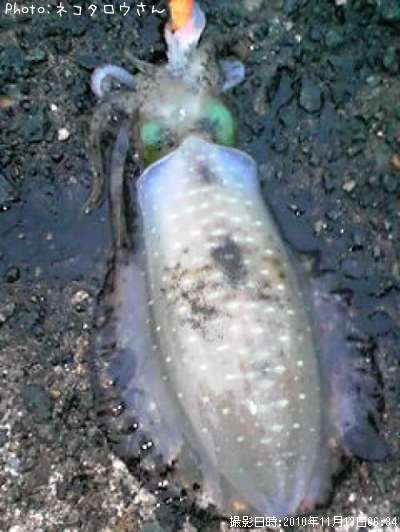 �����ꥤ��