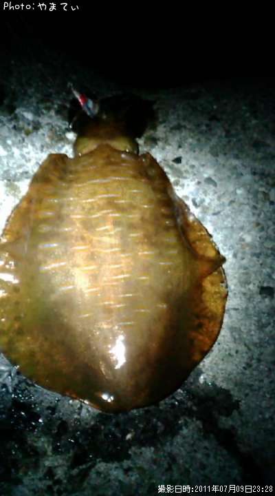 �����ꥤ��