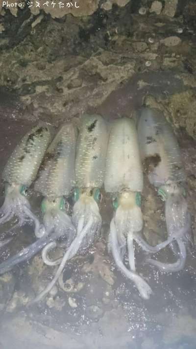 �����ꥤ��