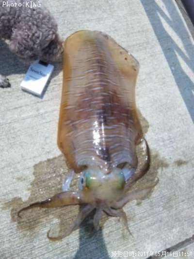 �����ꥤ��