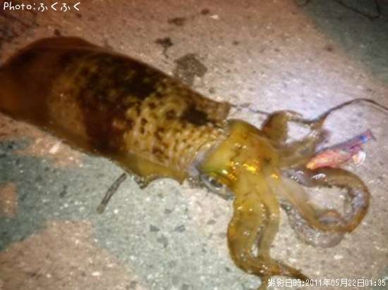 �����ꥤ��